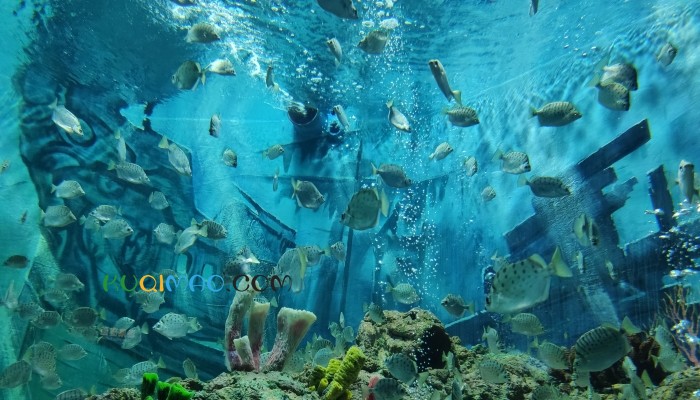 日本水族馆翻车鱼因没游客自闭 网友：也太可爱了吧